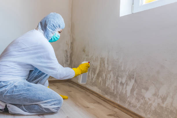 Licensed Mold Inspection service in Piscataway, NJ - WQB Mold Removal